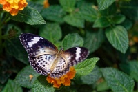 DSC 1606  Jardin des Papillons